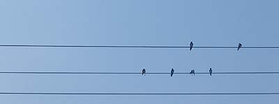 Pájaros en los cables de la luz